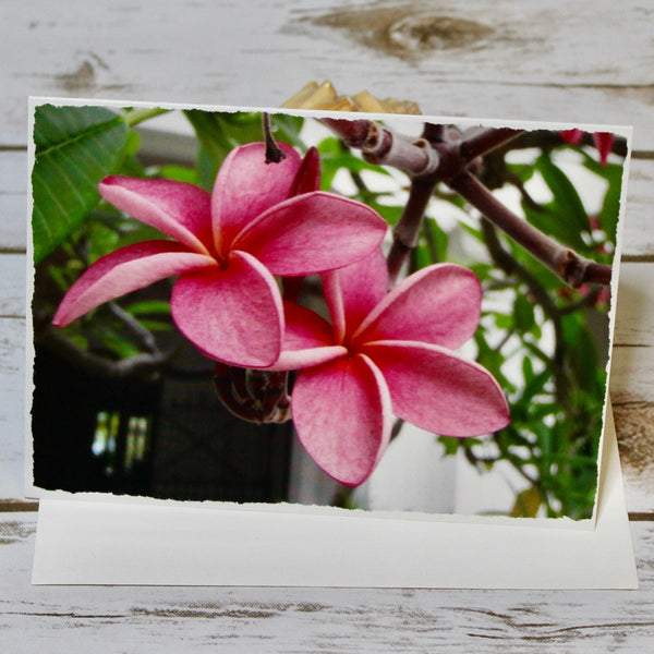 Plumeria Key West
