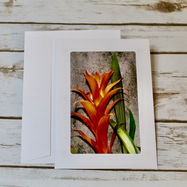 Orange Bromeliad