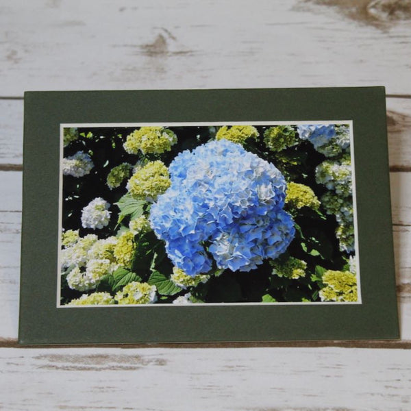 Blue Hydrangea - North Carolina