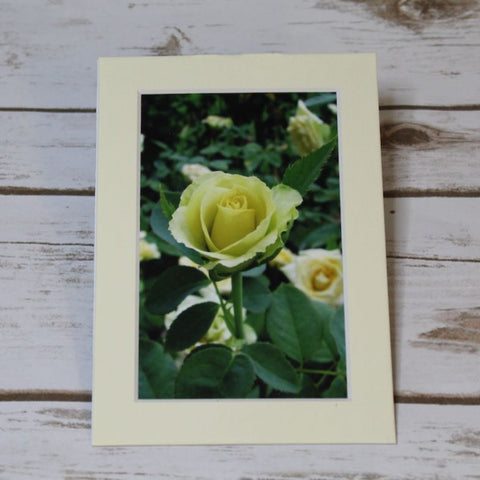 Rose  - Yellow Rose of Texas - Washington Oaks State Park