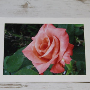 Rose Special Red - Washington Oaks State Park